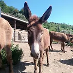 Holiday home La Ferme Du Maquis Antisanti