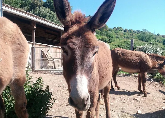 Casa vacanze La Ferme Du Maquis Antisanti