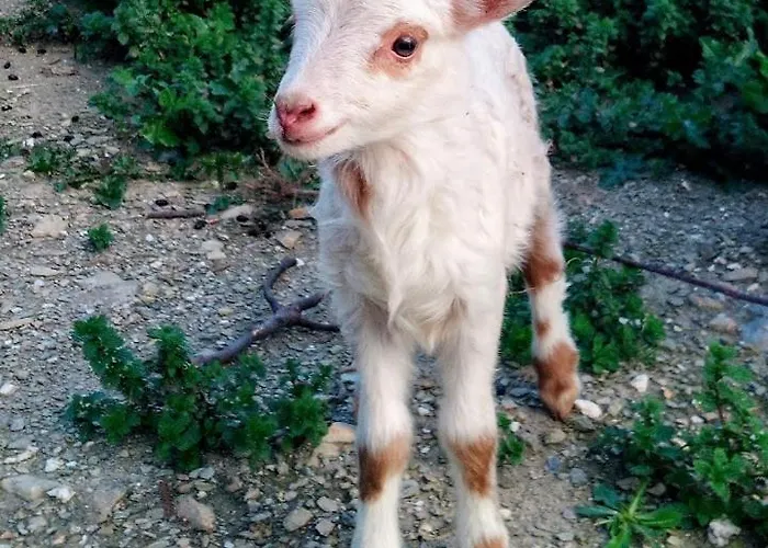 Casa vacanze La Ferme Du Maquis Antisanti