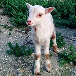 Nyaraló La Ferme Du Maquis Antisanti