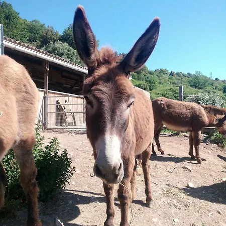 펜션 La Ferme Du Maquis Antisanti