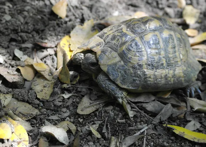 La Ferme Du Maquis Antisanti